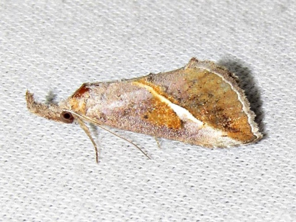 /filer/webapps/moths/media/images/T/tinctalis_Zekelita_A_Braun.jpg