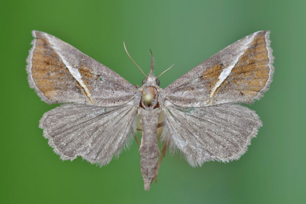 /filer/webapps/moths/media/images/T/tinctalis_Zekelita_A_Butler.jpg