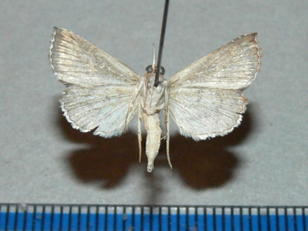 /filer/webapps/moths/media/images/T/tinctalis_Zekelita_A_Goffb_01.jpg