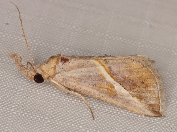 /filer/webapps/moths/media/images/T/tinctalis_Zekelita_A_Heyns_01.jpg.jpg