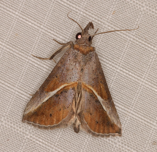 /filer/webapps/moths/media/images/T/tinctalis_Zekelita_A_Heyns_02.jpg.jpg