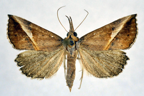 /filer/webapps/moths/media/images/T/tinctalis_Zekelita_A_NHMO.jpg