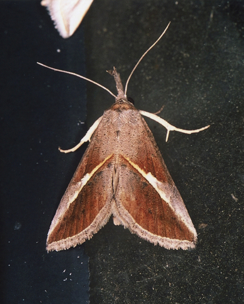 /filer/webapps/moths/media/images/T/tinctalis_Zekelita_A_Roland_01.jpg