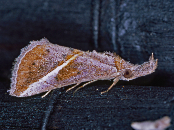/filer/webapps/moths/media/images/T/tinctalis_Zekelita_A_Roland_01_uk9S3ha.jpg