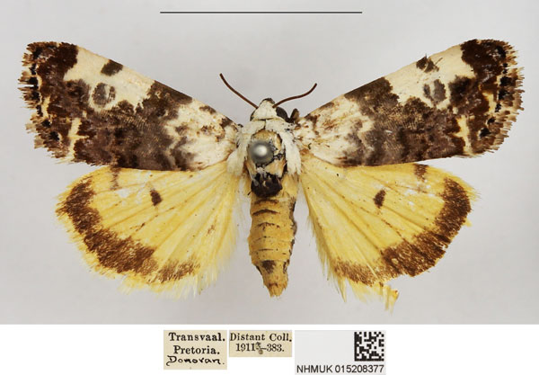 /filer/webapps/moths/media/images/T/tinctilis_Emmelia_AF_NHMUK.jpg