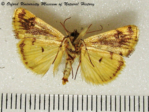 /filer/webapps/moths/media/images/T/tinctilis_Emmelia_A_OUMNHb_01.jpg