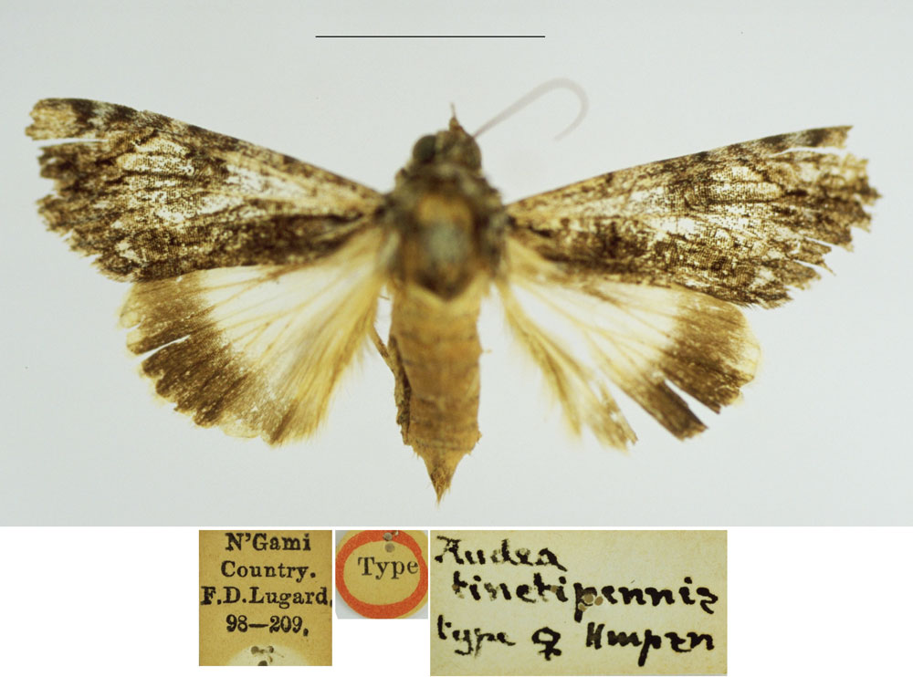 /filer/webapps/moths/media/images/T/tinctipennis_Audea_HT_BMNH.jpg