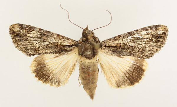 /filer/webapps/moths/media/images/T/tinctipennis_Ulotrichopus_AF_TMSA_01.jpg