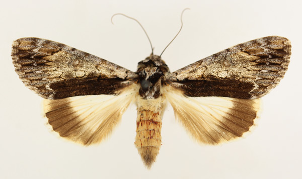 /filer/webapps/moths/media/images/T/tinctipennis_Ulotrichopus_AF_TMSA_02.jpg