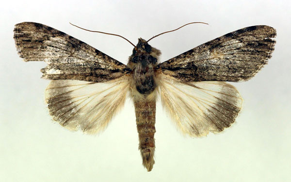 /filer/webapps/moths/media/images/T/tinctipennis_Ulotrichopus_AM_RMCA.jpg
