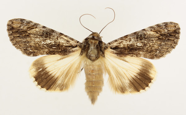 /filer/webapps/moths/media/images/T/tinctipennis_Ulotrichopus_AM_TMSA_01.jpg