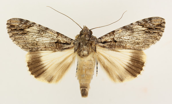 /filer/webapps/moths/media/images/T/tinctipennis_Ulotrichopus_AM_TMSA_02.jpg