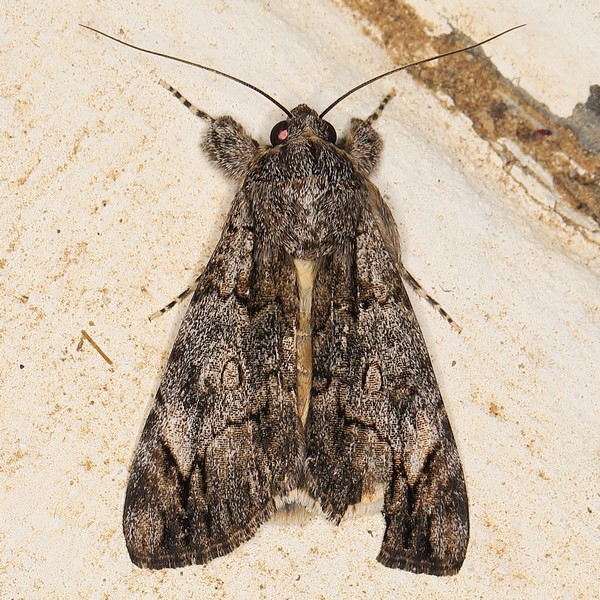 /filer/webapps/moths/media/images/T/tinctipennis_Ulotrichopus_A_Heyns_01.JPG