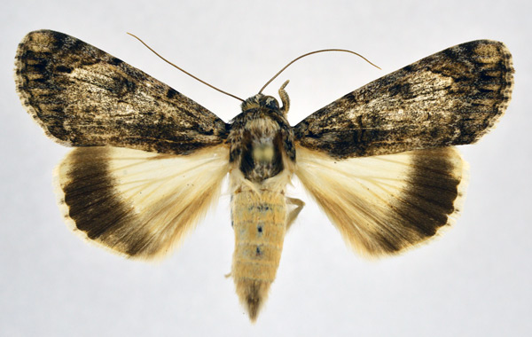 /filer/webapps/moths/media/images/T/tinctipennis_Ulotrichopus_A_NHMO.jpg