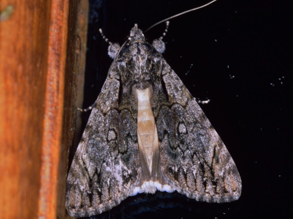 /filer/webapps/moths/media/images/T/tinctipennis_Ulotrichopus_A_Roland.jpg
