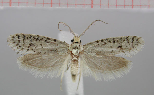 /filer/webapps/moths/media/images/T/tineiformis_Pseudurgis_HT_ZMHB.jpg