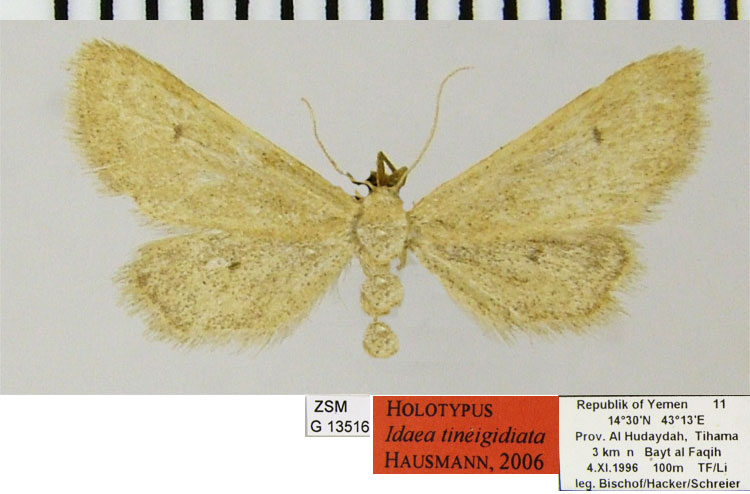 /filer/webapps/moths/media/images/T/tineigidiata_Idaea_HT_ZSMa.jpg