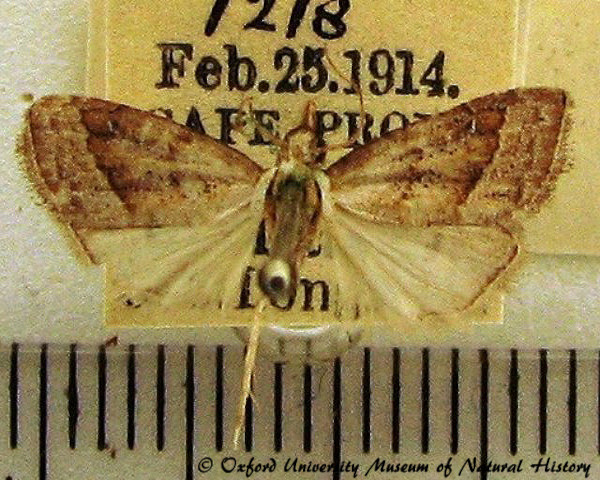 /filer/webapps/moths/media/images/T/tineoides_Nola_A_OUMNH.jpg
