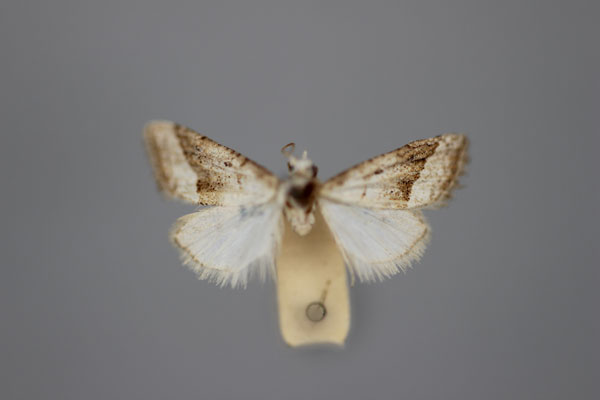 /filer/webapps/moths/media/images/T/tineoides_Nola_HT_BMNH.jpg
