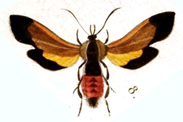 /filer/webapps/moths/media/images/T/tiphys_Amalthocera_HT_Boisduval_14-8.jpg
