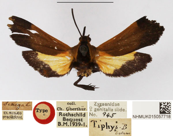 /filer/webapps/moths/media/images/T/tiphys_Amalthocera_HT_NHMUK.jpg