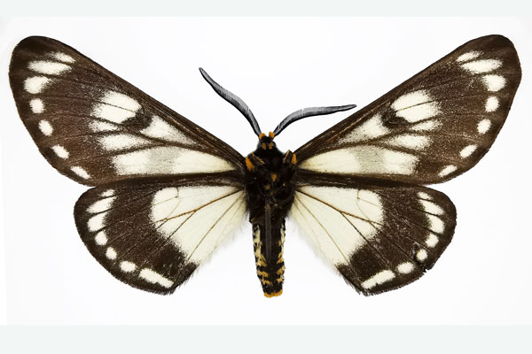/filer/webapps/moths/media/images/T/tippelskirchi_Sabalia_AM_MNHNb.jpg
