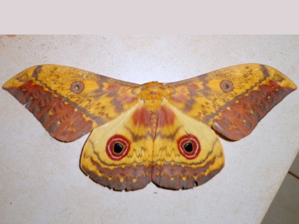 /filer/webapps/moths/media/images/T/tiramis_Aurivillius_A_Ajibade.JPG