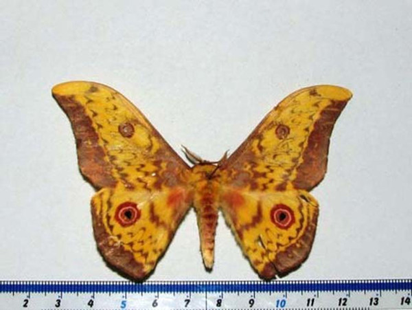 /filer/webapps/moths/media/images/T/tiramis_Aurivillius_A_Goff.JPG
