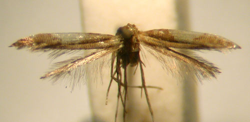 /filer/webapps/moths/media/images/T/tirantella_Caloptilia_PT_MNHN.jpg