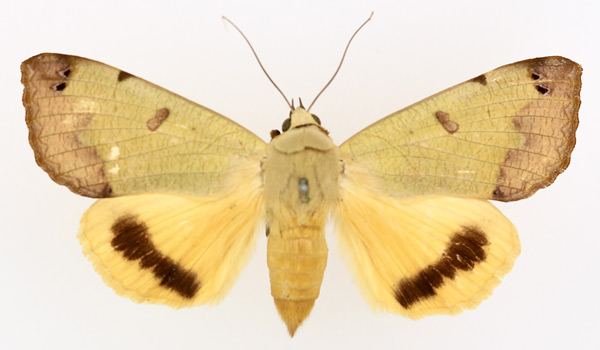 /filer/webapps/moths/media/images/T/tirhaca_Ophiusa_AF_TMSA_01.jpg