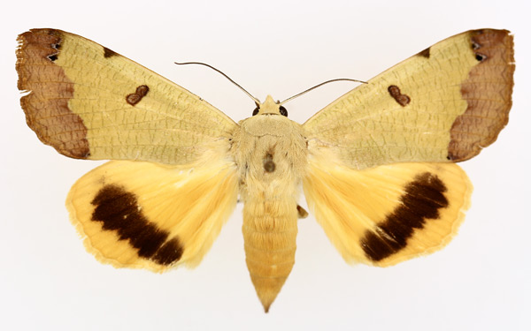 /filer/webapps/moths/media/images/T/tirhaca_Ophiusa_AF_TMSA_02.jpg