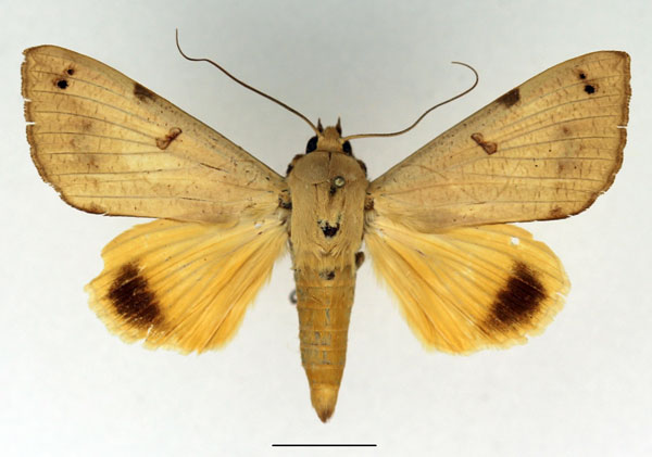 /filer/webapps/moths/media/images/T/tirhaca_Ophiusa_AM_Basquin_01.jpg