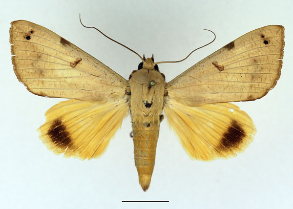 /filer/webapps/moths/media/images/T/tirhaca_Ophiusa_AM_Basquin_02.jpg
