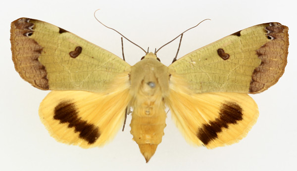 /filer/webapps/moths/media/images/T/tirhaca_Ophiusa_AM_TMSA_01.jpg