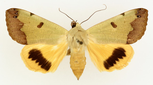 /filer/webapps/moths/media/images/T/tirhaca_Ophiusa_AM_TMSA_02.jpg