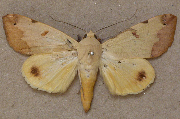/filer/webapps/moths/media/images/T/tirhaca_Ophiusa_A_Butler.jpg