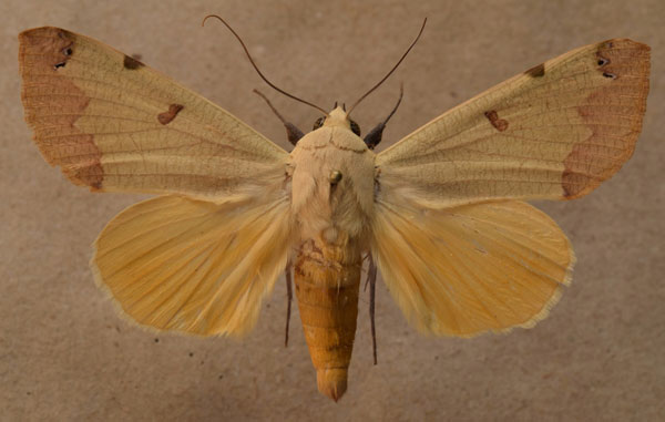 /filer/webapps/moths/media/images/T/tirhaca_Ophiusa_A_Butler_02.jpg