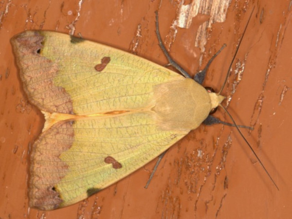 /filer/webapps/moths/media/images/T/tirhaca_Ophiusa_A_Heyns.jpg