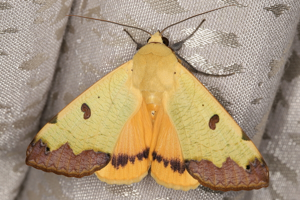 /filer/webapps/moths/media/images/T/tirhaca_Ophiusa_A_Heyns_01.JPG