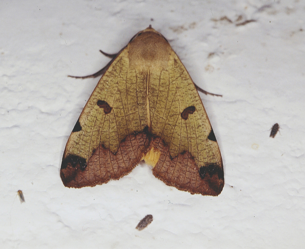 /filer/webapps/moths/media/images/T/tirhaca_Ophiusa_A_Roland_01.jpg