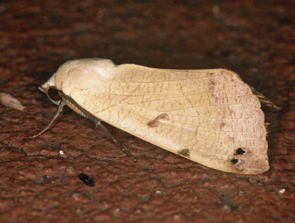 /filer/webapps/moths/media/images/T/tirhaca_Ophiusa_A_Roland_01_fnW6kZ5.jpg
