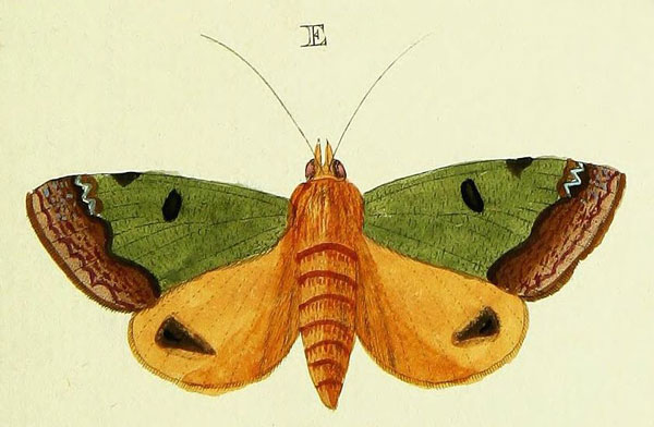 /filer/webapps/moths/media/images/T/tirhaca_Ophiusa_Cramer2_172_E.jpg