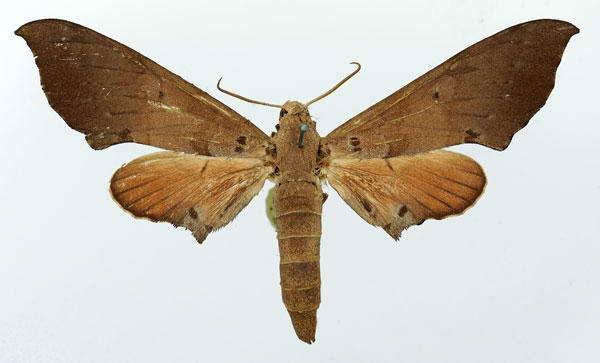 /filer/webapps/moths/media/images/T/tiro_Polyptychus_AF_Basquin.jpg