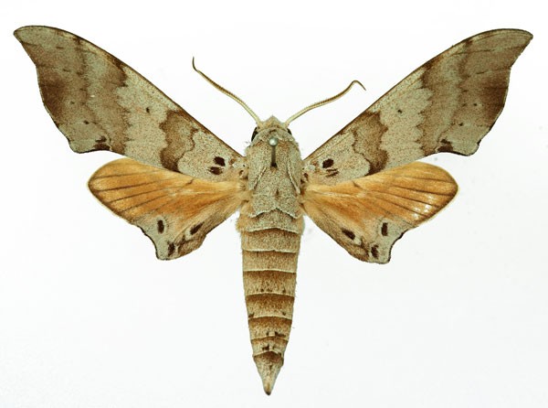 /filer/webapps/moths/media/images/T/tiro_Polyptychus_AM_Basquin_01a.jpg