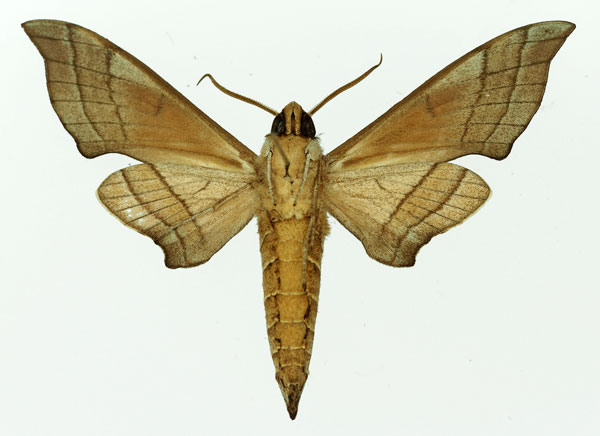 /filer/webapps/moths/media/images/T/tiro_Polyptychus_AM_Basquin_01b.jpg