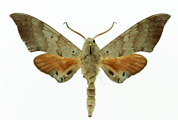 /filer/webapps/moths/media/images/T/tiro_Polyptychus_AM_Basquin_02.jpg