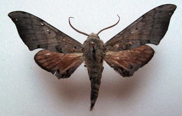 /filer/webapps/moths/media/images/T/tiro_Polyptychus_AM_Basquin_03a.jpg