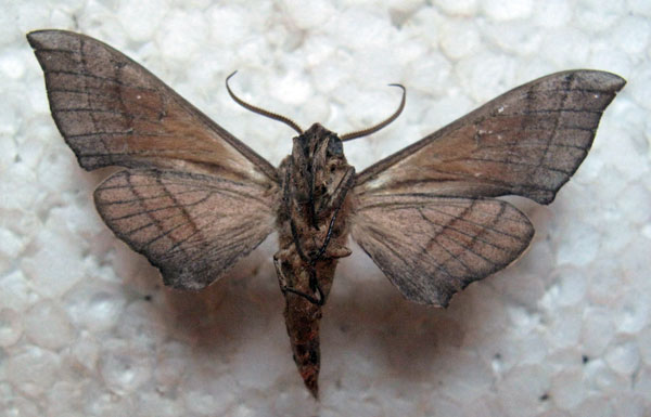 /filer/webapps/moths/media/images/T/tiro_Polyptychus_AM_Basquin_03b.jpg