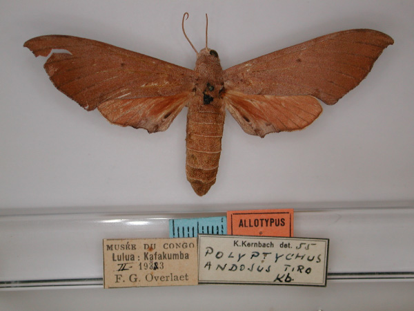 /filer/webapps/moths/media/images/T/tiro_Polyptychus_AT_RMCA_01.jpg