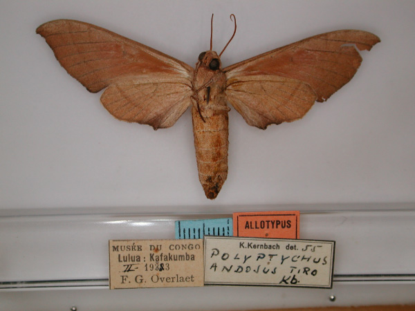 /filer/webapps/moths/media/images/T/tiro_Polyptychus_AT_RMCA_02.jpg